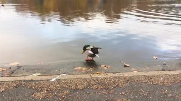 Vista Das Aves Que Flutuam Lago Durante Dia — Vídeo de Stock