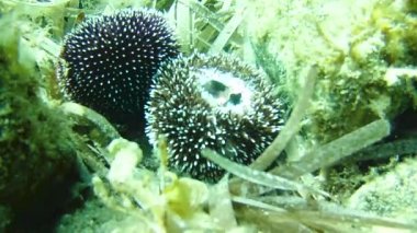 gündüz sualtı hareketinin görünümü