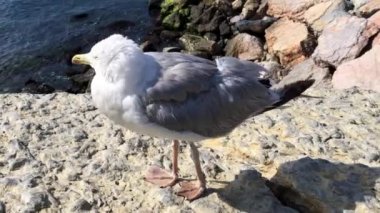 gündüz kaya üzerinde duran sevimli martı 