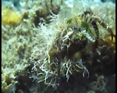 gündüz sualtı hareketinin görünümü