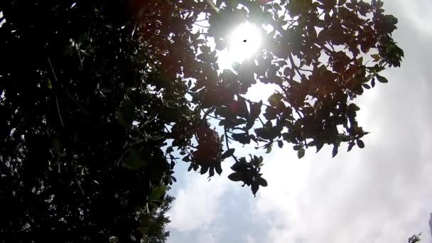 Vista Ángulo Bajo Los Árboles Sobre Fondo Azul Cielo Nublado — Vídeo de stock