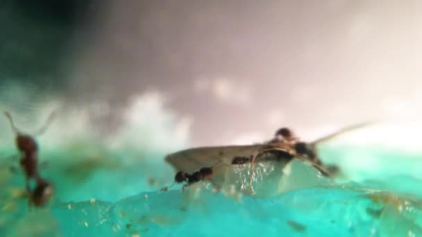 Zeitraffer Von Ameisen Die Zucker Glas Essen — Stockvideo