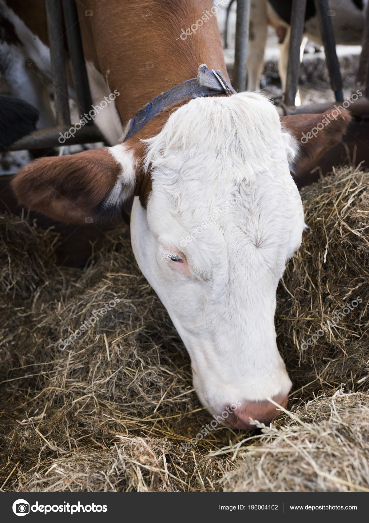Tête Blanche De Vache Tète De Foin Dans Lécurie Ferme