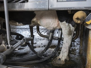 siyah ve beyaz holstein inek sağım robot Sağılan