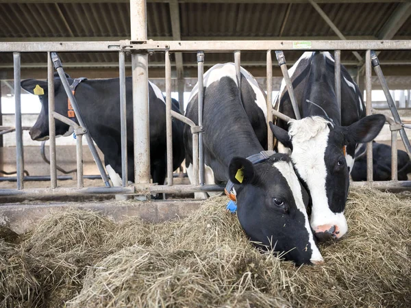 row of holstein cows feed from dried grass inside barn on dutch farm in holland