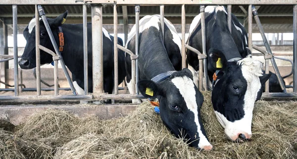 Rij van holstein koeien feed van gedroogd gras binnen schuur op Nederlandse boerderij in Nederland — Stockfoto