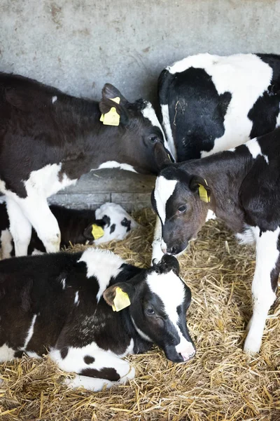 Black and white holstein calves in straw inside dutch farm in holland — Stock Photo, Image