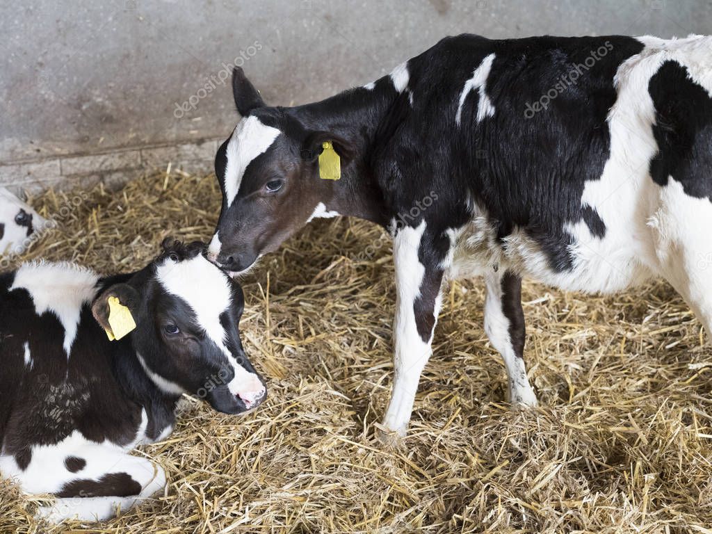 veaux holstein noir et blanc en paille à l’intérieur de la ferme