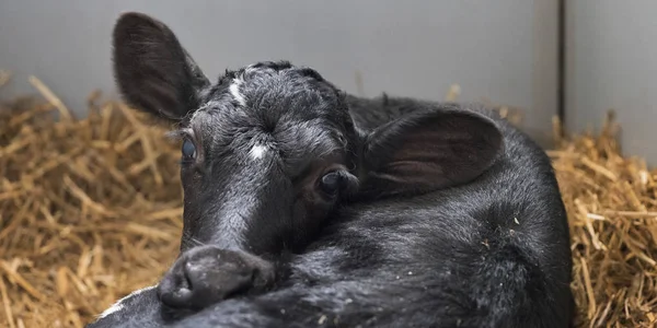 Black and white calf on straw inside barn of farm in holland — Stock Photo, Image