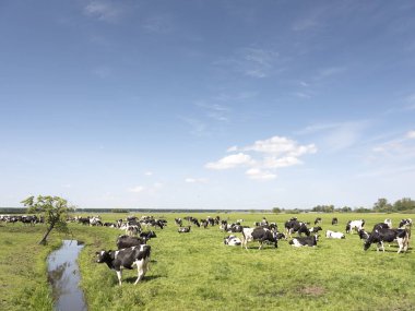 geniş çayır alan yeşil çimenli alan arasında Amsterdam ve Utrecht güneşli bahar inekleri ile