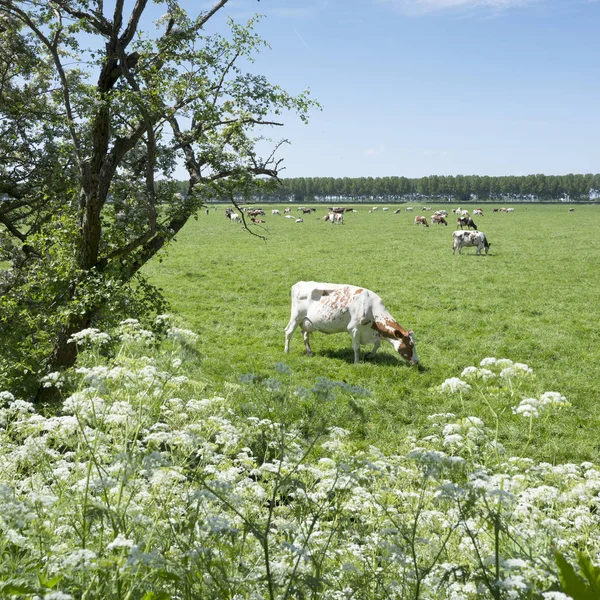 Stora ängen område med kor i gröna gräsbevuxna fältet mellan Amsterdam och Utrecht solig dag på våren — Stockfoto