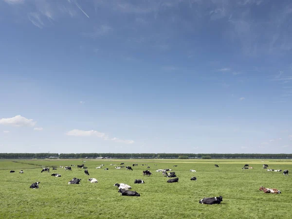 Vasta zona de prado con vacas en el verde campo de hierba entre Amsterdam y Utrecht en el día soleado en primavera —  Fotos de Stock