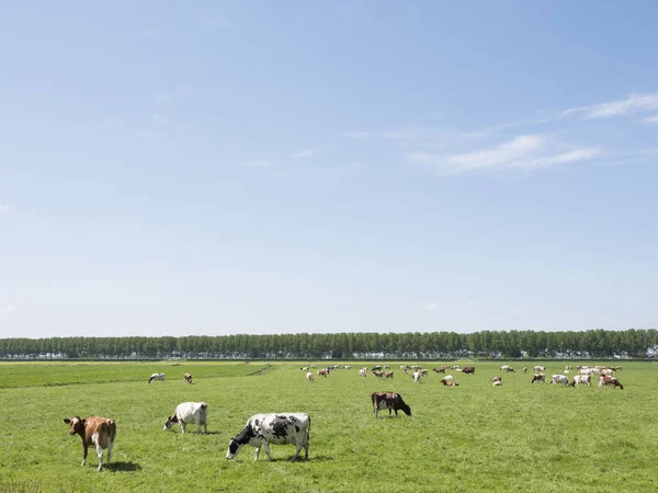 Rozlehlou louku oblast s krávy v zelené travnaté louce mezi Amsterdamem a Utrechtem slunečného dne na jaře — Stock fotografie