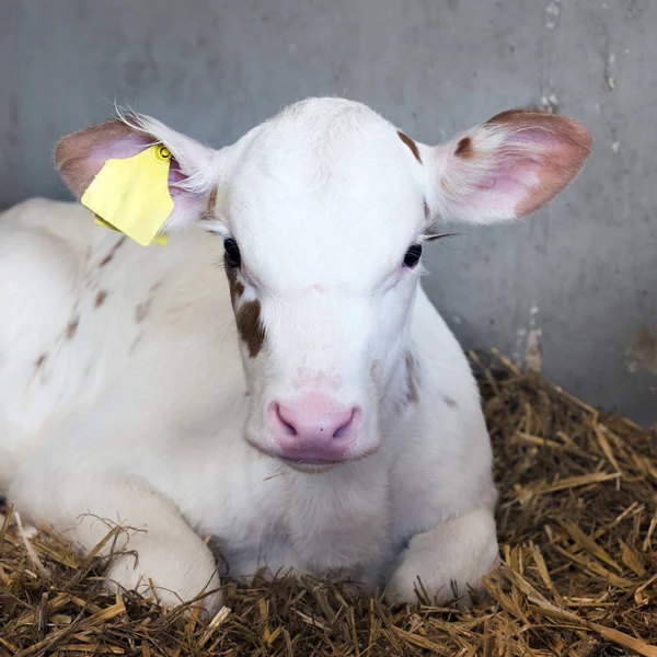 Almost completely white young newborn calf on straw in barn on dutch farm — Stock Photo, Image