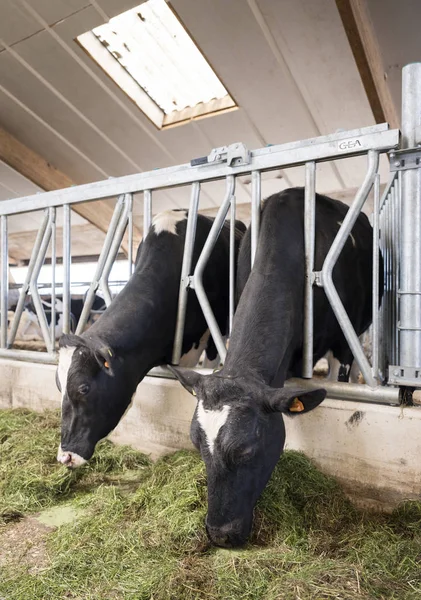 two black cows feed on grass inside barn on dutch farm in holland