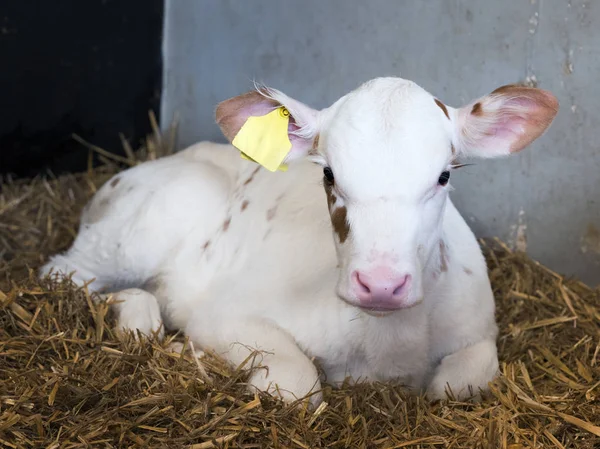 Almost completely white young newborn calf on straw in barn on dutch farm — Stock Photo, Image