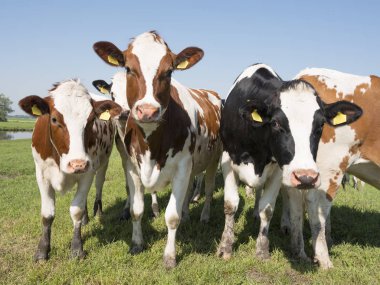 kırmızı ve siyah genç holstein inek Hollanda'da mavi gökyüzü altında Hollandalı yeşil çimenli çayırda