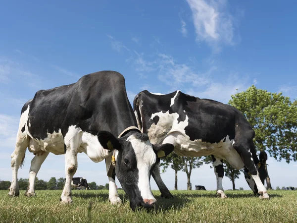 Vacas pretas e brancas pastam no prado com árvore no fundo — Fotografia de Stock