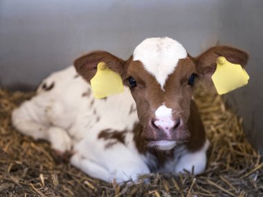 iri gözlü çok genç kırmızı ve beyaz buzağı saman yatıyor