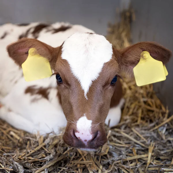 Very young red and white calf with big eyes lies in straw — Stock Photo, Image