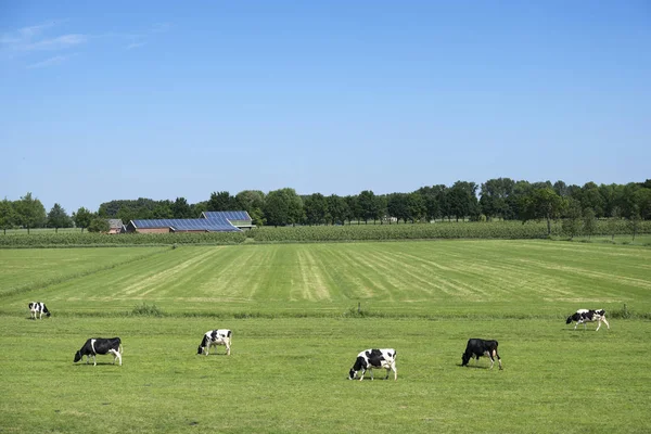 Vacas manchadas en blanco y negro en pradera verde cubierta de hierba con paneles solares granja cubierta y cielo azul —  Fotos de Stock