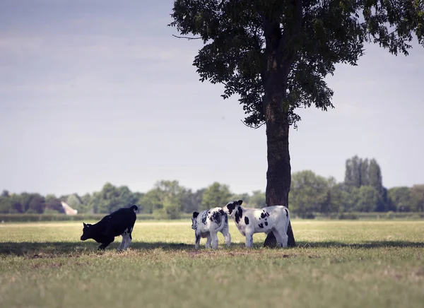 Três bezerros pretos e brancos apreciam a sombra ou a árvore no prado holandês gramado verde — Fotografia de Stock