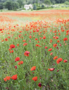 konut alanı ile Fransız provence alanında kırmızı çiçek haşhaş dolu