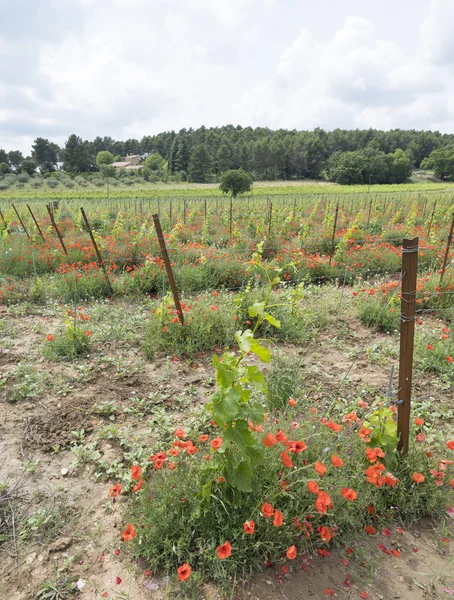 Viñedo en zona de provence francés y amapolas de flores rojas —  Fotos de Stock