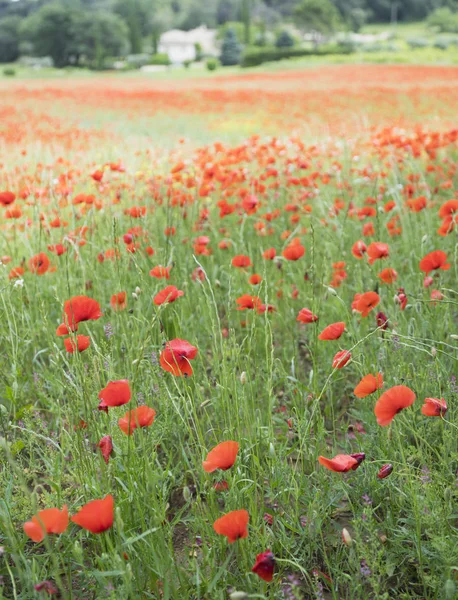 Francia provence terület mező ház tele van piros virágzó Pipacsok — Stock Fotó