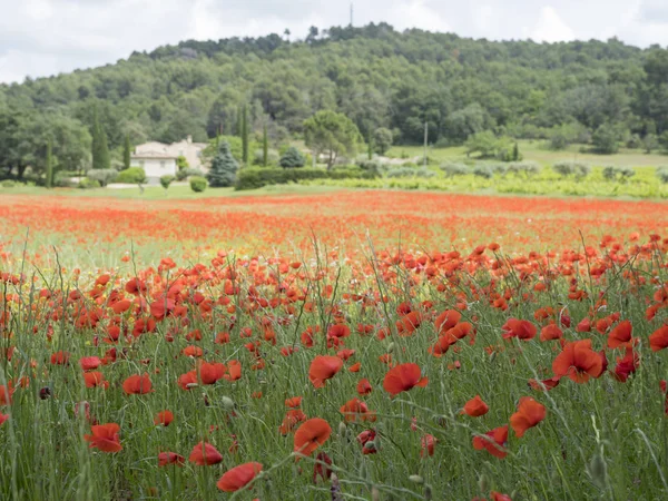 Dům ve francouzské oblasti provence s polem plné červené rozkvetlé vlčí máky — Stock fotografie