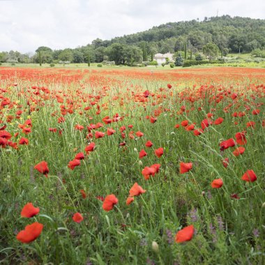 konut alanı ile Fransız provence alanında kırmızı çiçek haşhaş dolu
