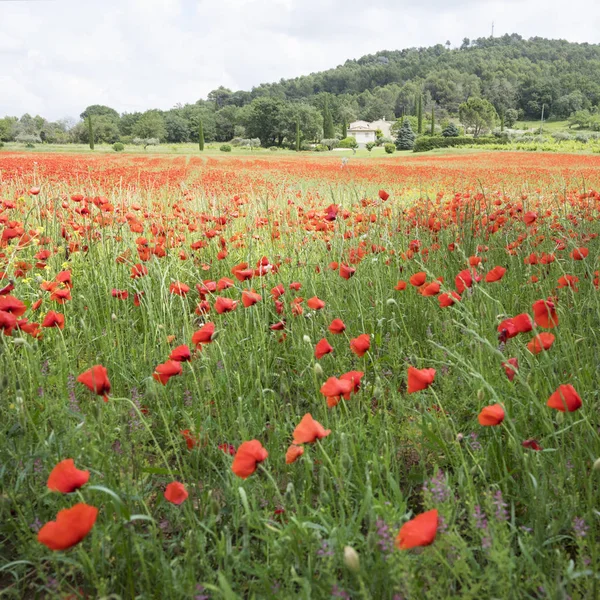 Dom w francuskiej Prowansji z pola pełne Czerwone maki kwitnący — Zdjęcie stockowe