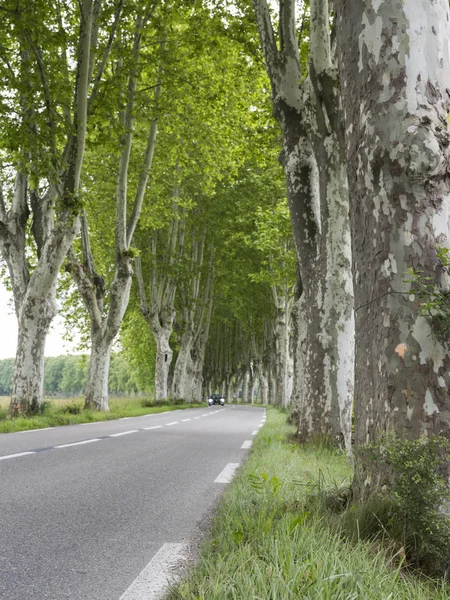 Плоские деревья вдоль дороги во французской провинции — стоковое фото