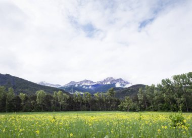 kar ve sarı yaz çiçekleri barcelonnette alpes de Provence yakınındaki dağlarla