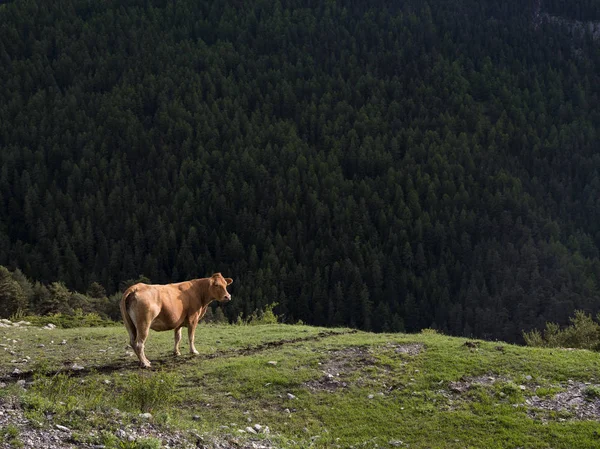 Vaca limousin nas montanhas perto de vars em provence haute francês — Fotografia de Stock