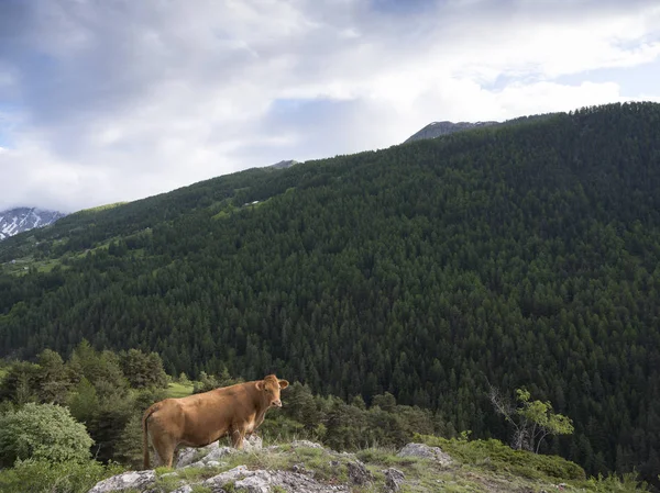 Vache limousin en montagne près de vars en haute provence française — Photo