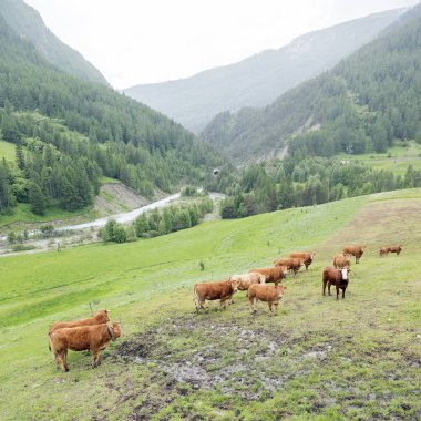 vars Alpleri'nde haute Provence yakınındaki dağ çayır kahverengi inek
