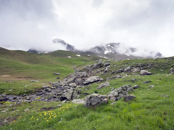 Flores amarillas en col de vars en los alpes franceses en haute provence —  Fotos de Stock