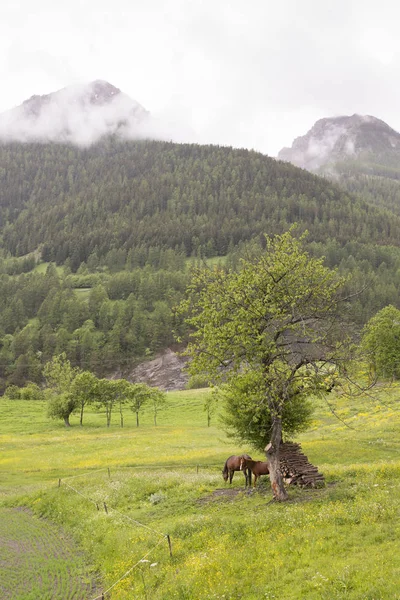 Cavalo e potro em paisagem verde de alpes de provence perto de st paul sur ubaye — Fotografia de Stock