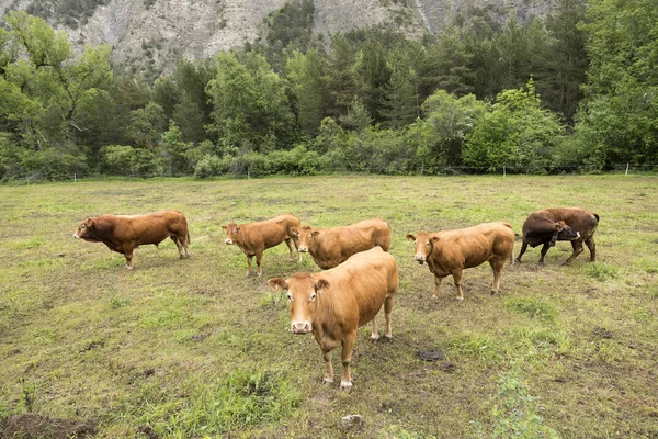 Limousin koeien en stier in de weide landschap van de haute provence in Frankrijk — Stockfoto