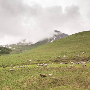 koyun sürüsü dağ çayır Fransa üzerinde