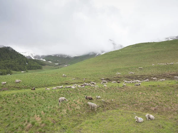 Rebanho de ovelhas no prado da montanha na frança — Fotografia de Stock