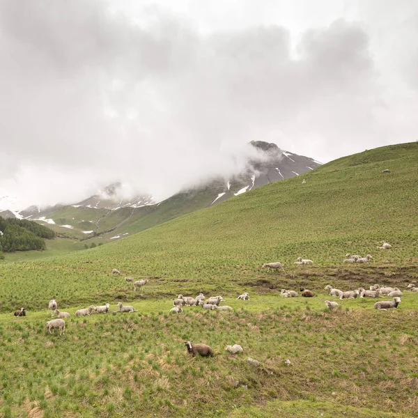 Rebanho de ovelhas no prado da montanha na frança — Fotografia de Stock