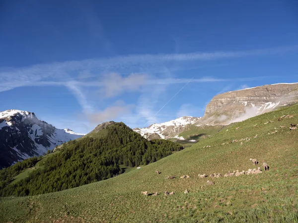 Ovejas en haute provence park mercantour cerca col de vars en prado soleado con montañas nevadas —  Fotos de Stock