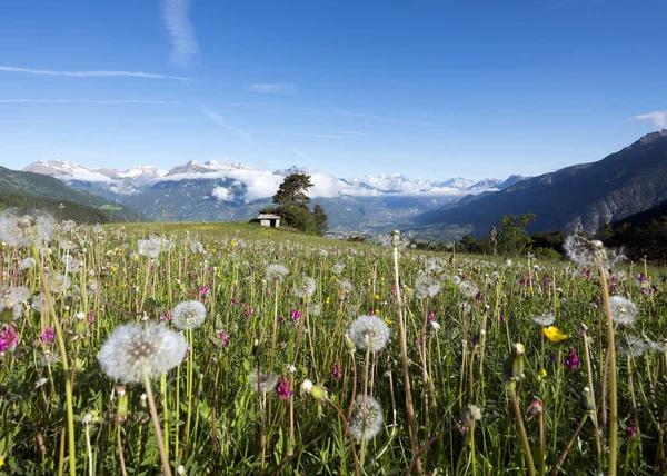 Dandelions and other summer flowers in the french alps with snow capped mountains of national park des ecrins in the background — Stock Photo, Image