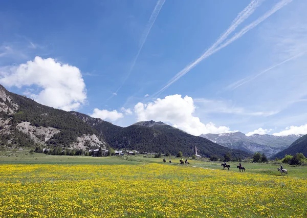 Yellow summer flowers on mountains meadow near ceillac in french parc regional queyras — Stock Photo, Image