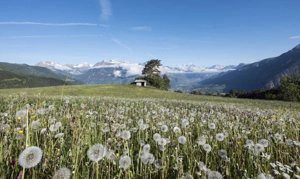 Dandelions and other summer flowers in the french apls with snow capped mountains of national park des ecrins behind guillestre in the background — Stock Photo, Image