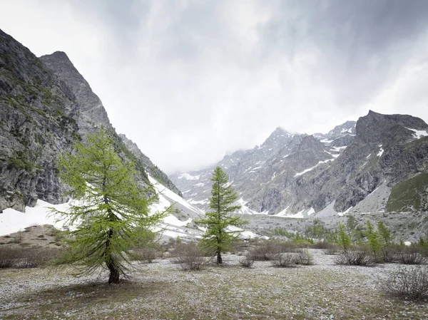 Alerces en la hermosa llanura cerca de pre de mme carle en el parque francés nacional des ecrins de haute provence —  Fotos de Stock