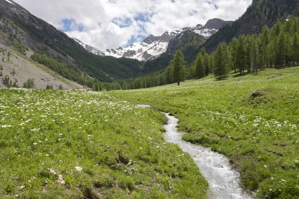 Flowers and pine trees near mountain strema in valley behind ceillac in parc natural du queyras — Stock Photo, Image