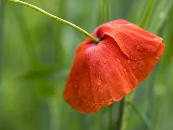 Närbild av röd vallmo blomma i gröna sommaren sätter — Stockfoto